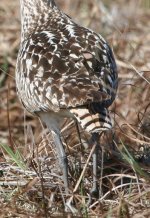 shorebird1w.jpg