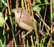 ReedWarbler@LowBarns_250806.1.jpg