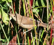 ReedWarbler@LowBarns_250806.5.jpg