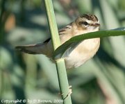 SedgeWarbler@LowBarns_250806.jpg