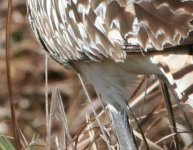 curlew2.jpg