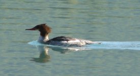 Merganser2a.jpg