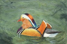 Mandarin-Duck.jpg