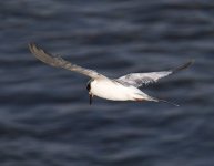 least-tern1u.jpg