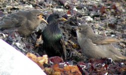 starlings whitestown may 06.jpg