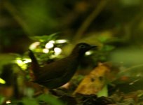 Black faced Antthrush.jpg