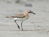 Sand Plover sp 1.jpg