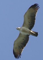 Imm. Martial Eagle 3.jpg