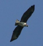 Adult Martial Eagle 1.jpg