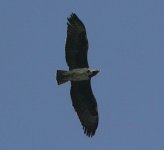 Adult Martial Eagle 3.jpg