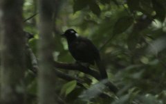 Cambodian Laughing Thrush.jpg