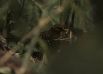 Chestnut-headed Partridge.jpg