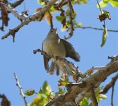 A Bonelli's Warbler no.4. Paphos April'15.jpg