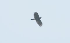 Crested Goshawk.jpg