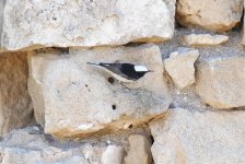 A Hooded Wheatear on the rocks no.4. April'15.jpg