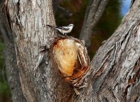 A Masked Shrike No.2. stumped.jpg