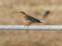 A Red-throated Pipit, Paphos, 17.4.15.jpg