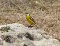 A Paphos Dombrowskii Yellow Wagtail, April '15.jpg