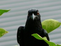 bird4  black bird.jpg