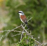 A Paphos Red-Backed Shrike no.1..jpg