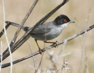 A Paphos Sardinian Warbler 1..jpg