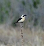 Black eared Wheatear shot, melanoleuca. .jpg