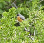 A White-throated Robin, 16.4.15 Paphos, Cyprus no.5.jpg