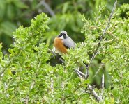 A White-throated Robin, 16.4.15 Paphos, Cyprus no.7.jpg