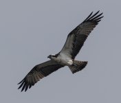 Osprey 1.jpg