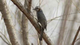 Brown-eared bulbul.jpg