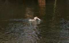 Little Grebe.jpg