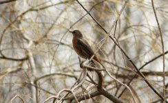 Naumann's Thrush.jpg