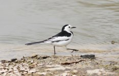 White Wagtail 2.jpg