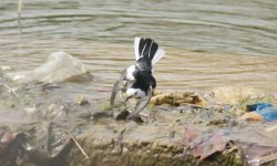 White Wagtail.jpg