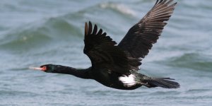 Pelagic Cormorant 2.jpg