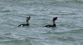 Pelagic Cormorant.jpg