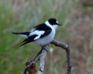 Collared Flycatcher side on.jpg