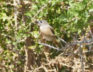 A nother grey Redstart, Paphos, April'15.jpg