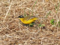 A supercilliaris. Paphos, April '15.jpg