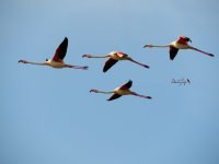 2015.04.10 Flamingos.JPG