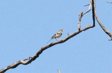 Forest Wagtail 87ggvju43.jpg