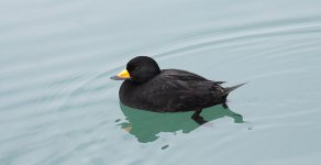 Black Scoter jap 2.jpg