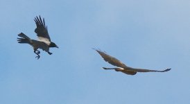 A Pallid Harrier, no.10..jpg