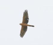 A Pallid Harrier, no.7..jpg