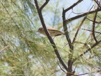 An Olivaceous Warbler, Paphos 18.4.15.jpg