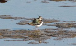 Northern Lapwing 2.jpg