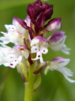 lumixP1100263 Orchis ustulata - Burnt-tip Orchid - Parsonage Down NNR - small.jpg