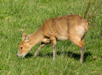 Bold-water-deer-small.jpg