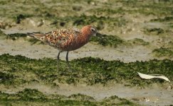 curlew sandpiper breed DB MP P900 DSCN4914.jpg