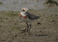 greater sandplover breed DB MP P900 DSCN4923.jpg